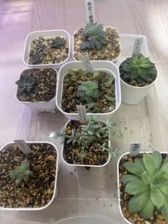 多肉植物 八重桔梗 玉響 抜き苗 ポットの中身全部 セット 多肉アン 