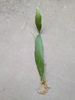 姫月下美人(ヒメ月下ビジン) 抜き苗 発根済み 観葉植物のサムネイル