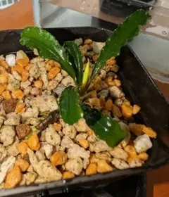 ブセファランドラ sp. シンタン （シュリンプ栽培センター由来）1株 水草のサムネイル
