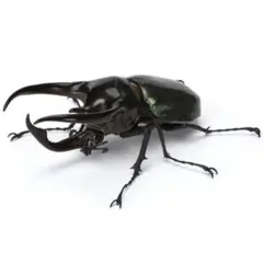 【未開封】いきもの大図鑑 かぶとむし06 アトラスオオカブトのサムネイル