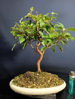 山秋　盆栽鉢　小品盆栽　山野草 楽天市場】（山野草）苔盆栽 おまかせ山野草 ミニ小鉢植え 鉢色