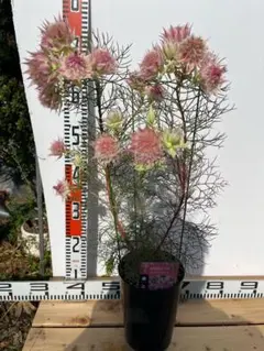 sheep♪様 リクエスト 2点 まとめ商品