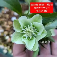 2026年最新】大木ナーサリーの人気アイテム - メルカリ