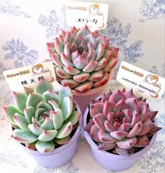 2026年最新】ファームパルクさん苗の人気アイテム - メルカリ