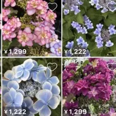 花苗】ハイドランジア ディープパープル タグ付き正規品 ポット毎発送
