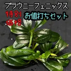 2026年最新】ブセファランドラ 水上の人気アイテム - メルカリ