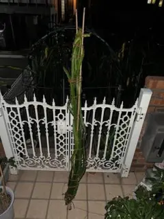 ひろき様 リクエスト 2点 まとめ商品