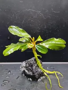 2026年最新】ブセファランドラ レッドの人気アイテム - メルカリ