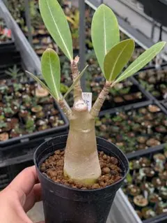 아데늄 아라비컴 블랙 자이언트 아데늄 아라비컴