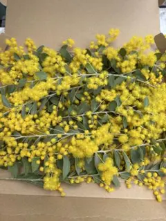 パールミモザ！購入後カット ネコポスサイズ！