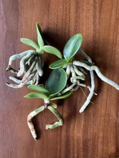 2025年最新】名護蘭 明丸の人気アイテム - メルカリ