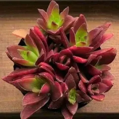 多肉植物寄せ植え　火祭り抜き苗