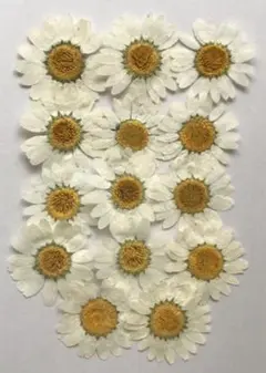 Item thumbnail for item 2fcd0dcb-ed29-4834-9af5-561b65285666