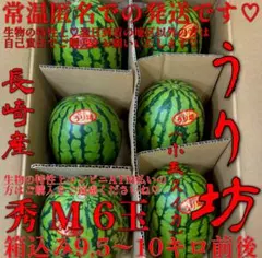 甘くて美味しい❤️うり坊❤️小玉スイカ❤️赤秀❤️M❤️6玉❤️箱込み9.5〜10キロ前後❤️のサムネイル