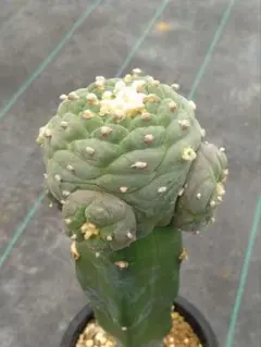 人気植物肉厚　 ガラパゴス団扇　紫肌金棘　オプンチア　エキオス　大株 人気植物肉厚 ガラパゴス団扇 紫肌金棘 オプンチア テキオス 大株