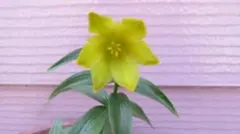 ももはな様 リクエスト 2点 まとめ商品