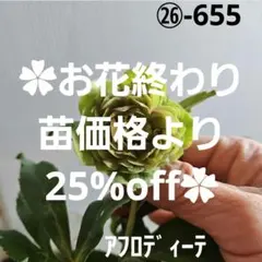 2026年最新】加藤農園 アフロディーテの人気アイテム - メルカリ