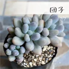 多肉植物【団子】 ポットごと or 抜き苗 6㎝ポットのサムネイル