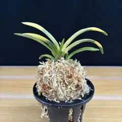 至宝の逸品】富貴蘭 津村建国縞 - メルカリ