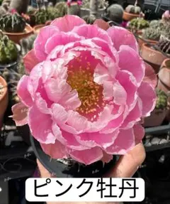 メ*4様 60-鳳羽24号 花サボテン ロビビア カキコ - メルカリ