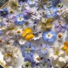 ドライフラワーセット