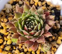 センペルビウム“Aldo Moro” 1苗 抜き苗配送 多肉植物 - メルカリ