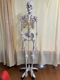 3B Scientific 全身骨格模型 骨格標本 ドイツ製 キャスター付き - メルカリ