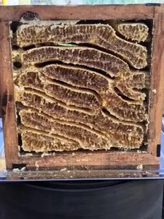 Item thumbnail for item fe40eea7-194a-4643-87ba-7ab82c81e82a