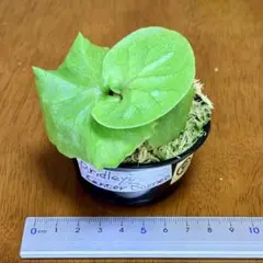 ⑨ ビカクシダ リドレイ スポア ポット苗