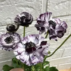 2026年最新】ラナンキュラスイカロスパープルの人気アイテム - メルカリ