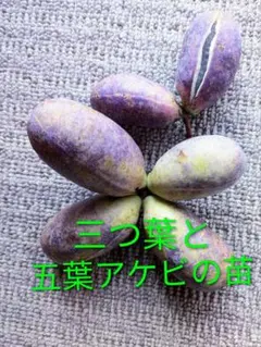 2026年最新】苗木・植木 果樹の人気アイテム - メルカリ