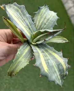 2026年最新】アガベ フェロックス錦の人気アイテム - メルカリ