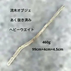 ⑭◇イチジク穂木2本◇ウォーターメロンラッシュ⑭【親木の写真あり