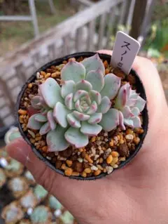 2025年最新】ミックスベリア 円の人気アイテム - メルカリ