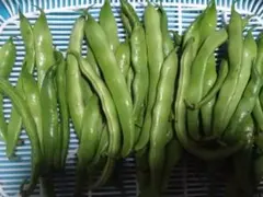 モロッコいんげん　★野菜　500㌘～ モロッコいんげん 野菜 500㌘～ - メルカリ