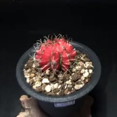 2025年最新】緋牡丹錦の人気アイテム - メルカリ