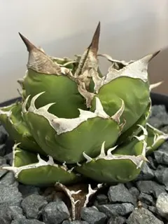 725【上澳園芸】アガベ チタノタ 南アフリカダイヤモンド錦 覆輪斑