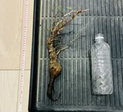 【現地発根株！根あり！】【R8/4/16輸入分①】パキプス ※厳選2株 2026年最新】パキプス 現地の人気アイテム - メルカリ