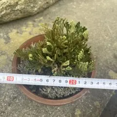 天空ミツバチの発酵花粉 31包入 - メルカリ