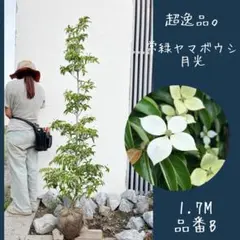2026年最新】常緑ヤマボウシの人気アイテム - メルカリ