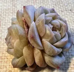 な*ち様 2727 新品種　ジョセフィーヌ　エケベリア　多肉植物