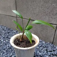 観音竹 斑入り カンノンチク ヤシ 開運 縁起 浄化 観葉植物 ② - メルカリ