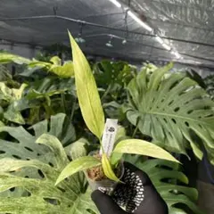 2026年最新】アンスリウム斑入りの人気アイテム - メルカリ