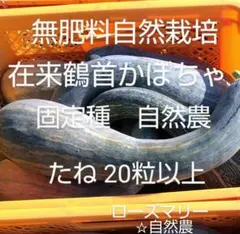 鶴首かぼちゃ　種20粒以上♪　無肥料自然栽培　自然農　固定種　自家採種