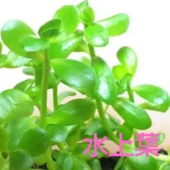 みゆ様 リクエスト ５点 まとめ商品