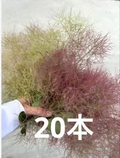 スモークツリー 切り花 80cm箱いっぱい 保水あり 匿名配送 - メルカリ