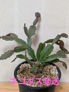 デンマークカクタス ダークマリー （オレンジ）根付き苗 多肉植物