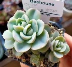 S*‪様 ヒューミリス　ライオネス　ホリコロ　ビーハウスさん　土付き発送　多肉