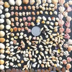 天然貝殻　素材　小さめ貝殻　微小貝のアソート