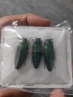 2026年最新】タマムシ 標本の人気アイテム - メルカリ